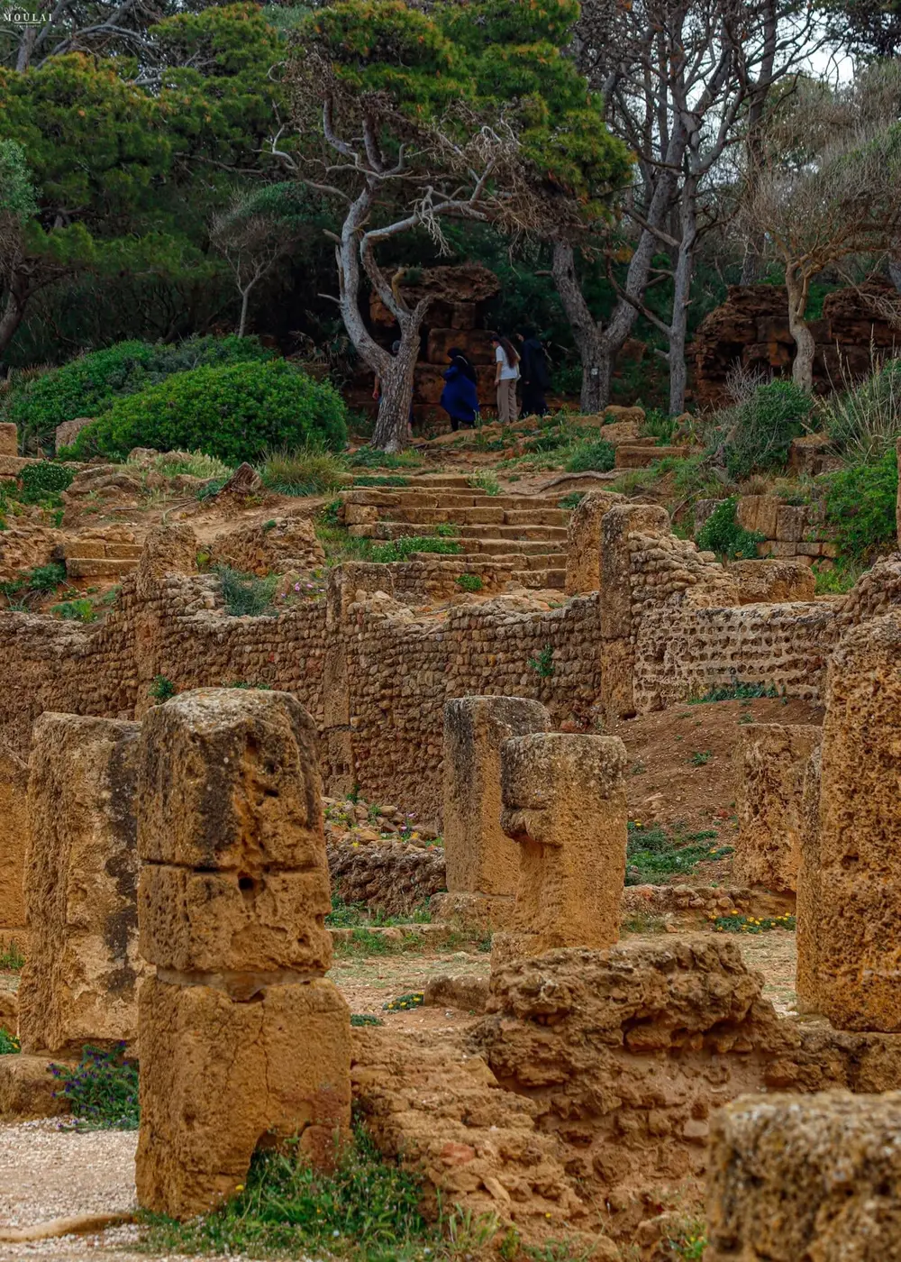 Paysage de Tipaza et Cherchell 8